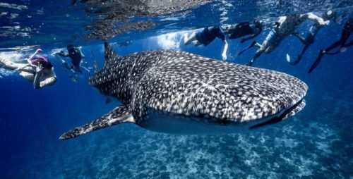squalo balena alle maldive consigli luna di miele