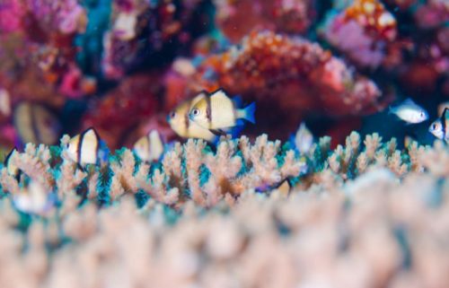 la barriera corallina dell'arcipelago maldiviano