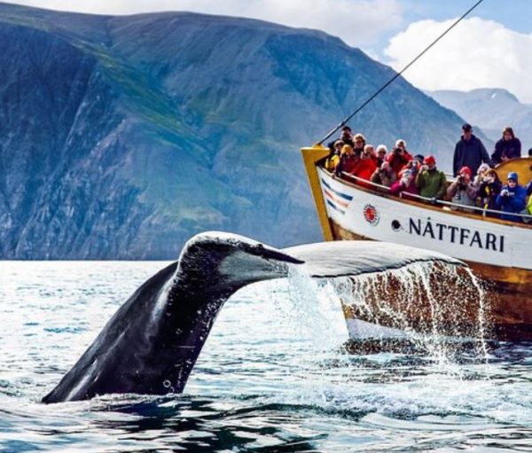 Whale watching Nord Europa