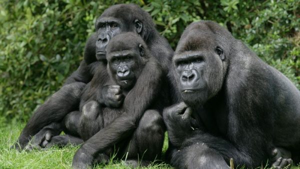 I Gorilla del Ruanda