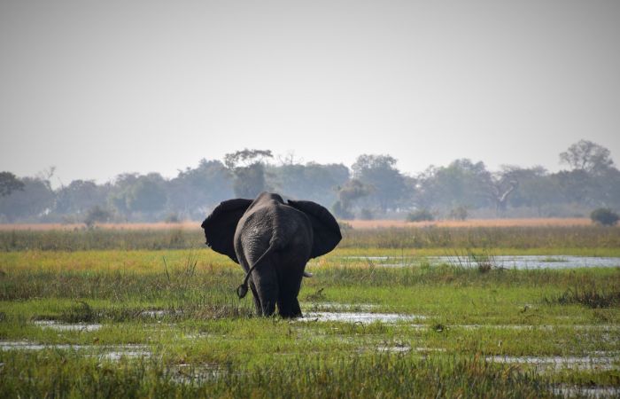 Safari nell'Okavango Delta