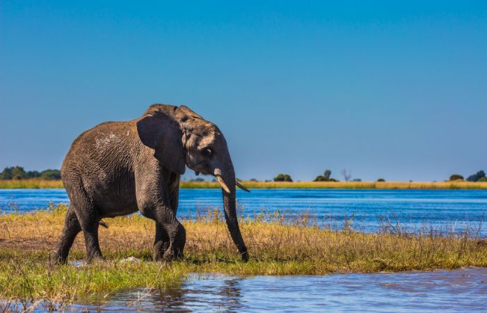 Elefante Okavango Delta
