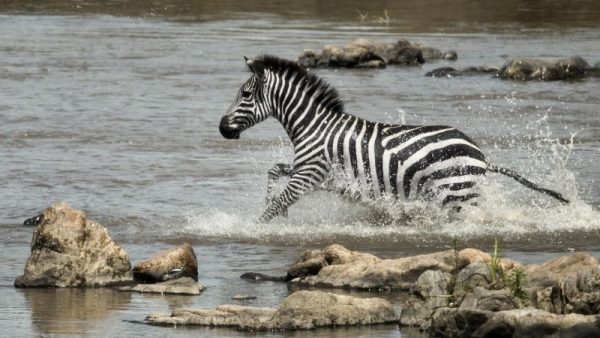 Zebra Crossing River, Serengeti National Park, Serengeti, Tanzan