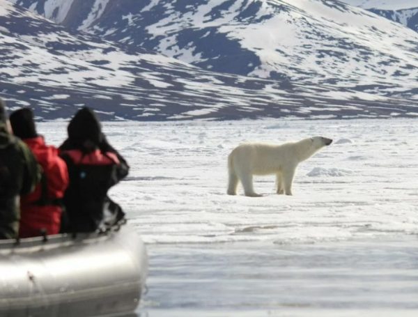 Avvistamento-di-un-orso-polare-alle-Svalbard