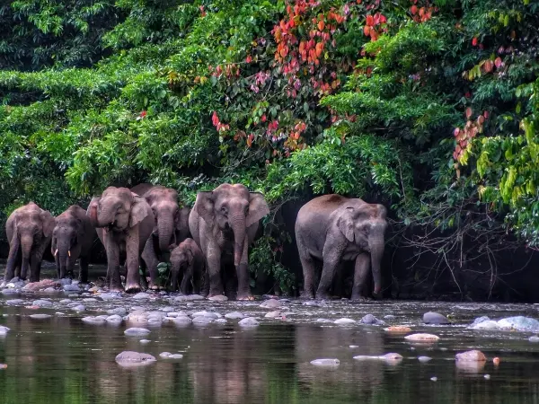 elefanti-che-percorrono-riva-del-fiume-nel-borneo