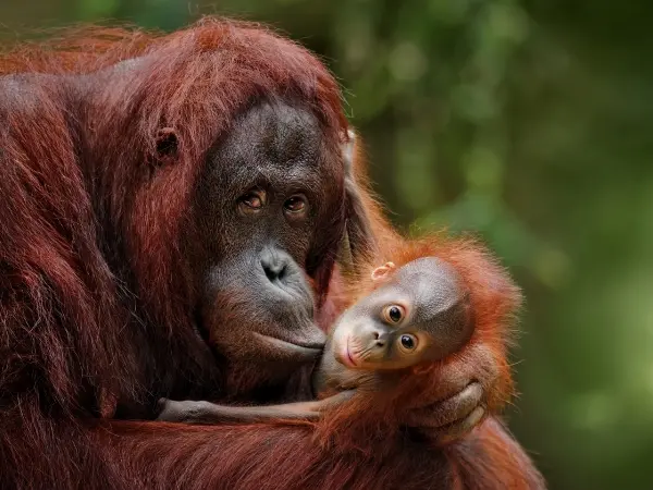 isola-borneo-ultimo-tempio-per-salvaguardia-orangotango