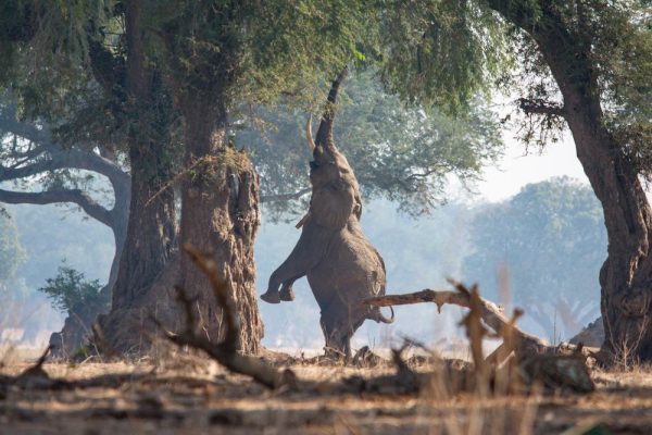 safari sulle rive dello zambesi