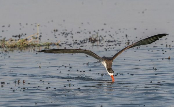 african-skimmer-safari-sullo-zambesi-africa